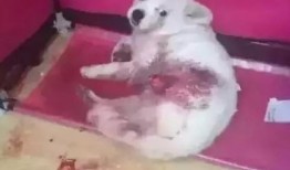 狗狗最新爆料视频播放