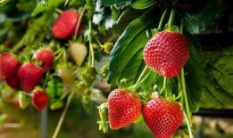 微笑爆料草莓视频大全,微笑爆料，带你领略网络红人的魅力瞬间